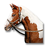 lucille_horse.png